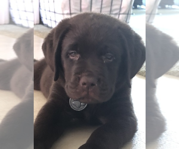 Medium Photo #1 Labrador Retriever Puppy For Sale in CONOVER, NC, USA