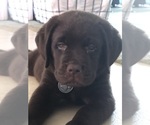 Image preview for Ad Listing. Nickname: Litter of 3