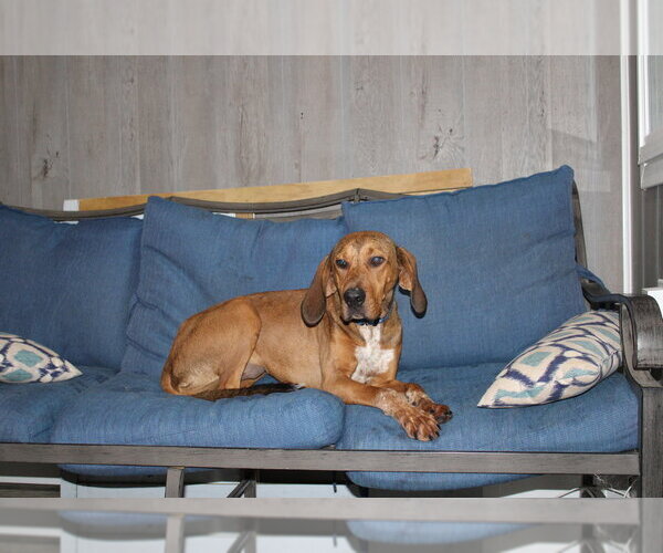 Medium Photo #7 Mutt Puppy For Sale in Linton, IN, USA