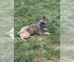 French Bulldog Puppy for sale in WALDORF, MD, USA