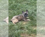 Image preview for Ad Listing. Nickname: Zeus