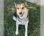 Small German Shepherd Dog Mix