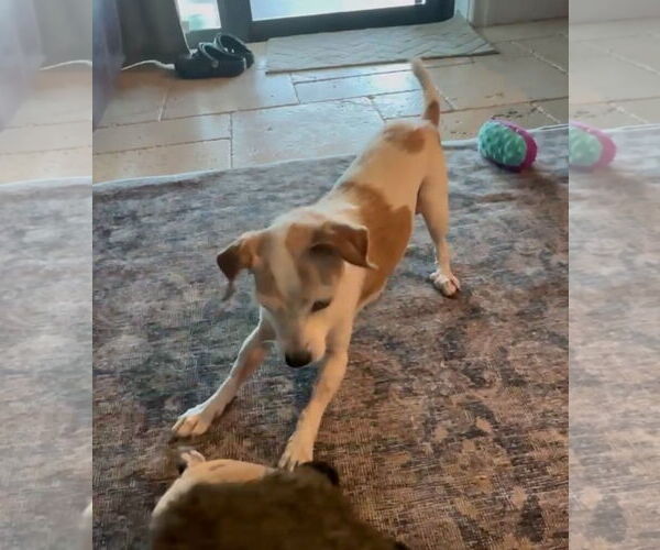 Medium Photo #4 Dachshund-Unknown Mix Puppy For Sale in Weston, FL, USA