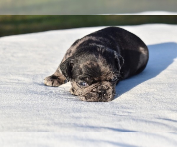 Medium Photo #2 Pug Puppy For Sale in PALM COAST, FL, USA