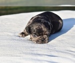 Small #1 Pug