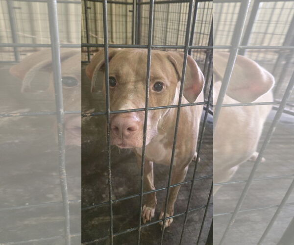 Medium Photo #1 Labrador Retriever-Unknown Mix Puppy For Sale in Jackson, MS, USA