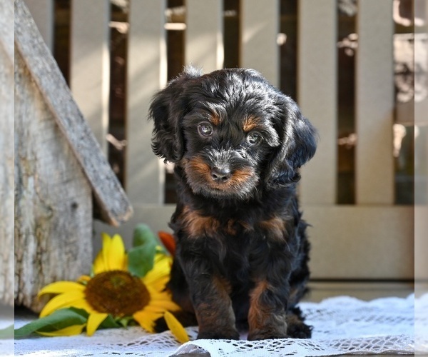 Medium Photo #2 Cavapoo Puppy For Sale in MILLERSBURG, OH, USA