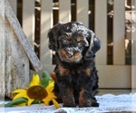Small #1 Cavapoo