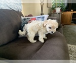 Small Photo #1 Maltipoo Puppy For Sale in MADRAS, OR, USA