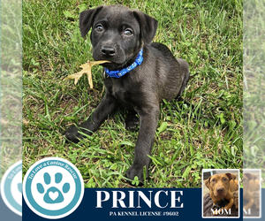 American Pit Bull Terrier-Labrador Retriever Mix Dogs for adoption in Kimberton, PA, USA