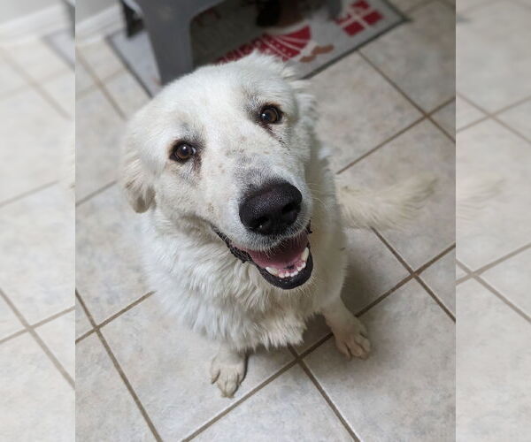 Medium Photo #4 Great Pyrenees Puppy For Sale in Spring, TX, USA