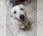 Small #3 Great Pyrenees
