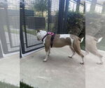 Small #2 Staffordshire Bull Terrier