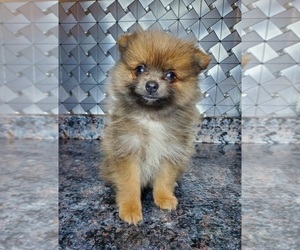 Pomeranian Puppy for sale in ELKHART, IN, USA