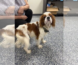 Cavalier King Charles Spaniel-Unknown Mix Dogs for adoption in Bemidji, MN, USA
