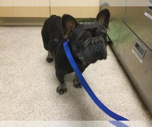 French Bulldog Dogs for adoption in Riverside, CA, USA