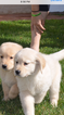 Small Photo #7 Golden Retriever Puppy For Sale in RAMONA, CA, USA