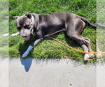 Small #31 American Pit Bull Terrier