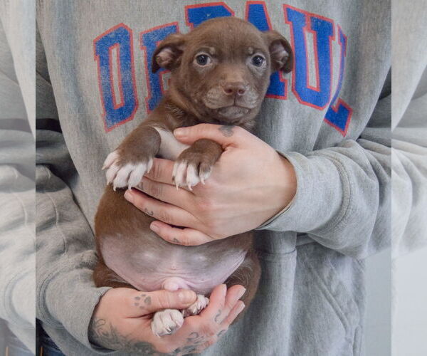 Medium Photo #3 Chiweenie Puppy For Sale in Huntley, IL, USA