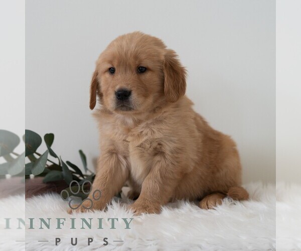Medium Photo #4 Golden Retriever Puppy For Sale in NEWPORT, PA, USA