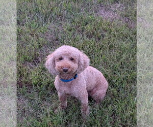 Poodle (Miniature) Dogs for adoption in Sioux Falls, SD, USA