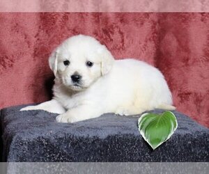 English Cream Golden Retriever Puppy for sale in FREDERICKSBG, OH, USA