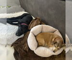 Small #6 Labrador Retriever Mix