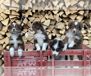 Australian Shepherd Puppy for sale in CHESTERFIELD, MI, USA