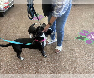 Buddy/Yamil - Male Boxerhuahua Dog for Adoption - Photo #2