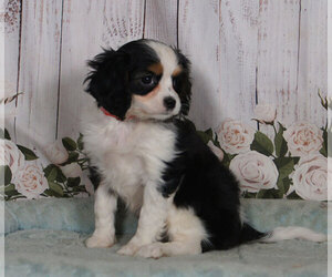 Cavachon Puppy for sale in PENNS CREEK, PA, USA