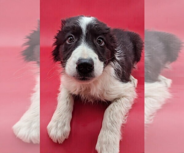 Medium Photo #3 Border Collie Puppy For Sale in GOSHEN, IN, USA