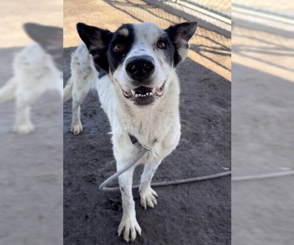 Medium Photo #2 Collie Puppy For Sale in Bakersfield, CA, USA