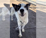 Small #1 Collie