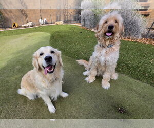Bear - Male Golden Retriever Dog for Adoption - Photo #3