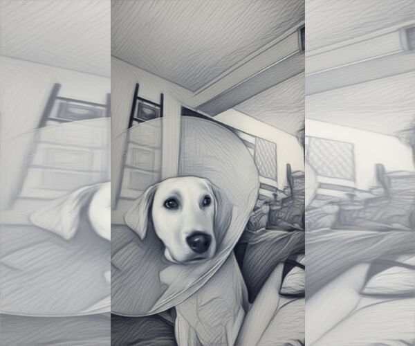 Medium Photo #4 Labrador Retriever-Unknown Mix Puppy For Sale in Fort Collins, CO, USA