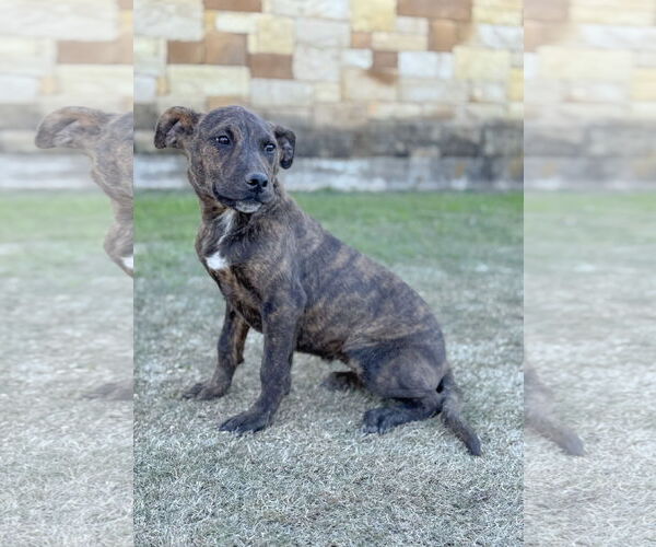 Medium Photo #2 Mutt Puppy For Sale in PIPE CREEK, TX, USA