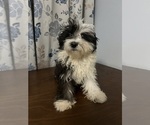 Small #52 Havanese
