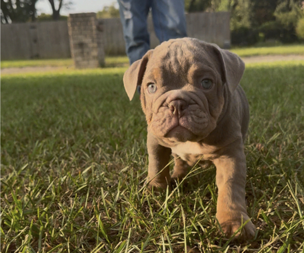 Medium Photo #8 Bulldog Puppy For Sale in PACE, FL, USA