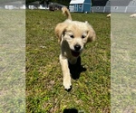 Small Photo #4 Golden Retriever Puppy For Sale in MILTON, FL, USA
