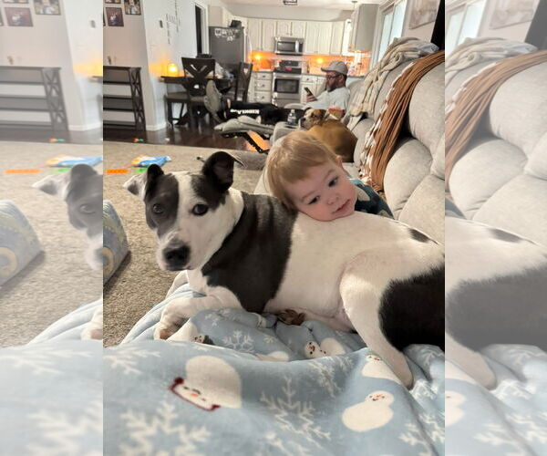 Medium Photo #8 American Pit Bull Terrier-Unknown Mix Puppy For Sale in Germantown, OH, USA