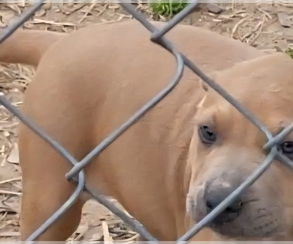 Medium Photo #1 America Bandogge Mastiff Puppy For Sale in WOODVILLE, TX, USA