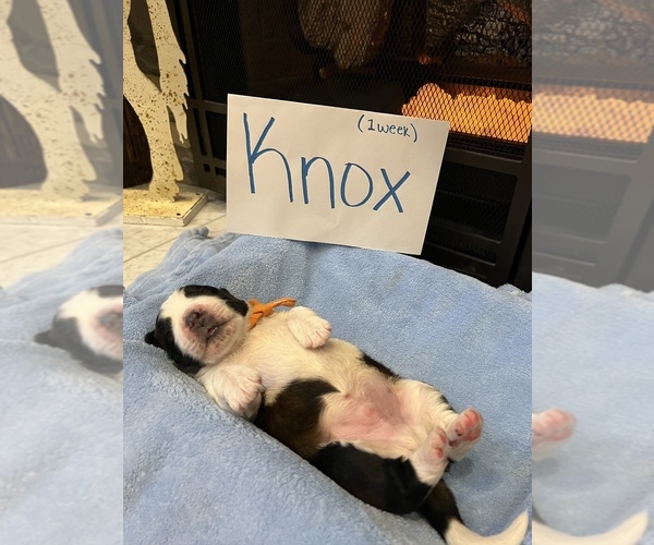 Medium Photo #4 Saint Bernard Puppy For Sale in OKEANA, OH, USA