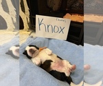 Small Photo #4 Saint Bernard Puppy For Sale in OKEANA, OH, USA