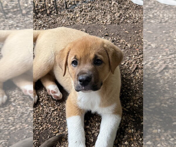 Medium Photo #2 Great Pyrenees-Mastiff Mix Puppy For Sale in Bolivar, MO, USA