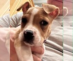 Small #10 American Staffordshire Terrier Mix