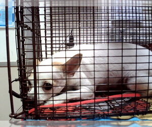 Chihuahua Dogs for adoption in Martinez, CA, USA