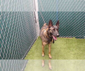 Mutt Dogs for adoption in Downey, CA, USA