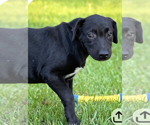 Gus~meet me! - Male American Pit Bull Terrier-Labrador Retriever Mix Dog for Adoption - Photo #4