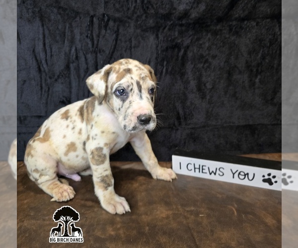Medium Photo #1 Great Dane Puppy For Sale in SPIRO, OK, USA