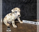Puppy Puppy 2 Great Dane